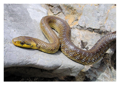 Bjelica ili Eskulapova zmija (Elaphe longissima ili Zamenis longissimus)