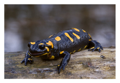 Pjegavi daždevnjak (Salamandra salamandra)